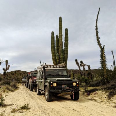 Baja Cactus